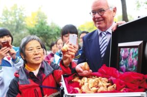 國泰鬱金香入植北京植物園