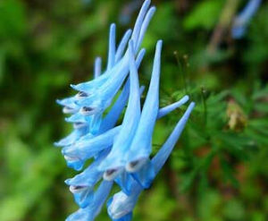 尖突穆坪紫堇 尖突穆坪紫堇