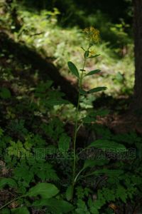 帕米爾橐吾 帕米爾橐吾