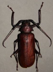 密齒天牛 密齒天牛