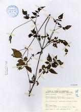 紫花圓苞鼠尾草