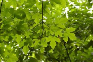 常綠、落葉闊葉混交林