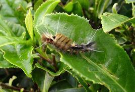 茶黑毒蛾 茶黑毒蛾