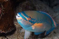 雙峰三棱箱魨魚 雙峰三棱箱魨魚