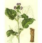 雲木香鹼 雲木香鹼