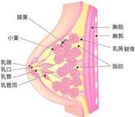 乳房囊性增生病 乳房囊性增生病