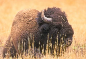 美洲草原野牛 美洲草原野牛