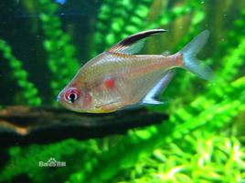 紅心大鉤 紅心大鉤