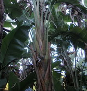 旅人蕉屬 旅人蕉屬