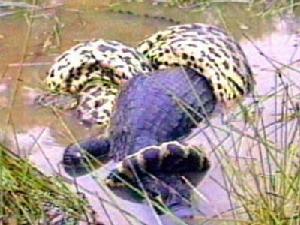 亞馬遜森蚺纏鬥鱷魚