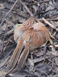 烏草鷯鶯 烏草鷯鶯
