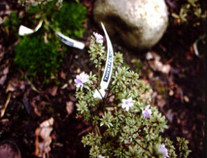 千里香杜鵑 千里香杜鵑