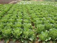 下綺羅自然村蔬菜種植業