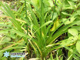 紫蝶舞[萱草品種]