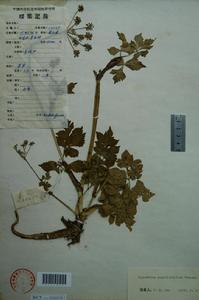 歸葉藁本 歸葉藁本