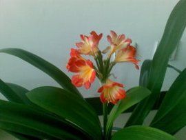 花無百日紅 花無百日紅