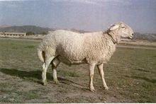 蒙古羊
