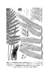 新平假毛蕨 圖版28：1-5
