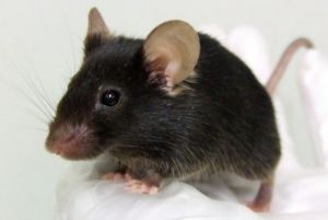 轉基因老鼠 轉基因老鼠