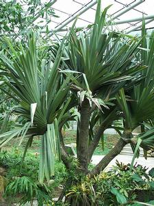 露兜樹小煤炱 露兜樹小煤炱