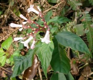 金黃蛇根草(原變型) 金黃蛇根草(原變型)