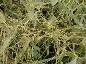 日本菟絲子 日本菟絲子