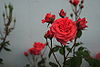 Chinese Rose.JPG