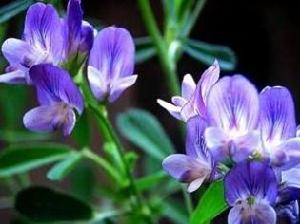 紫花苜蓿