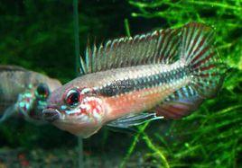 伊莉莎白短鯛 伊莉莎白短鯛