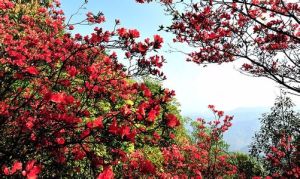 中國廣西杜鵑花 中國廣西杜鵑花