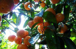 西林沙糖桔 西林沙糖桔