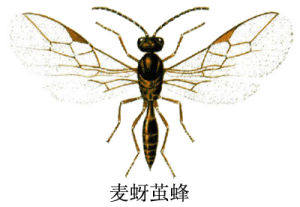 麥蚜繭蜂