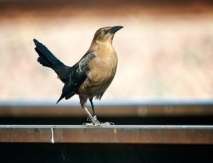 大尾擬八哥 大尾擬八哥