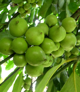 大葉藤黃 大葉藤黃