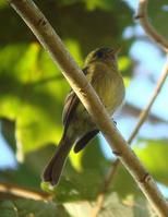 橄欖色霸鶲 橄欖色霸鶲