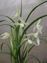 白稈大雪素 白稈大雪素