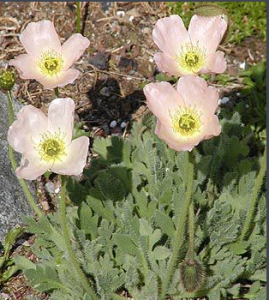 矮粉紅罌粟 矮粉紅罌粟