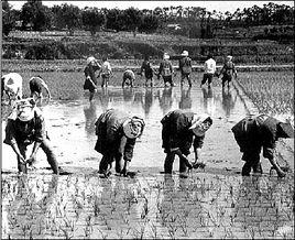家庭聯產承包責任制