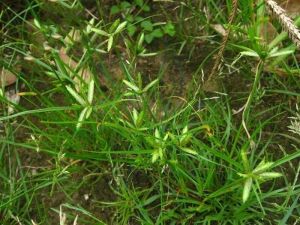 短穗多枝扁莎 短穗多枝扁莎