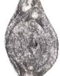 鱉新多盤蟲 鱉新多盤蟲