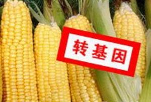 轉基因玉米