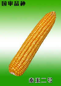 泰玉二號 泰玉二號