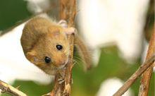 睡鼠[齧齒科動物]