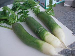 （圖）青蘿蔔