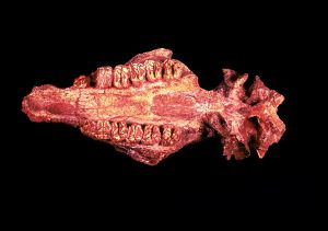 鄖縣人遺址 鄖縣人遺址