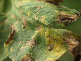 番茄灰葉斑病 番茄灰葉斑病