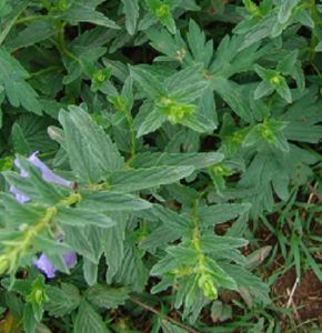 多毛假水蘇 多毛假水蘇