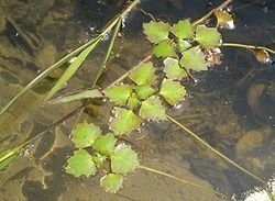 四角刻葉菱 四角刻葉菱