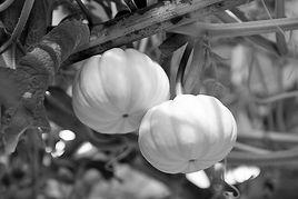 香妃南瓜 香妃南瓜