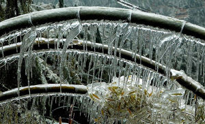 。1月5日，高山區大量毛竹不堪負重，被壓彎翻撲，形成漂亮的箭型狀。凍雨的形成，使部分電力、交通等設施不能正常運行。圖為冰棱長達10幾厘米